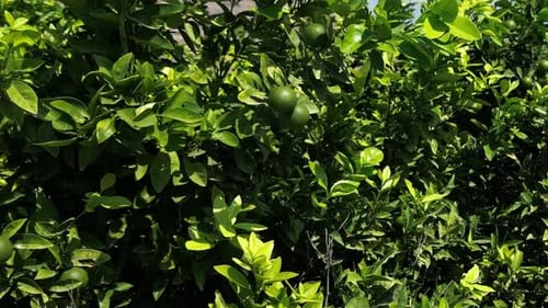 Green Lime Tree with Developing Citrus Fruit