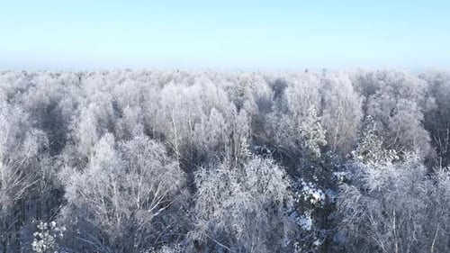 Wald im Schnee