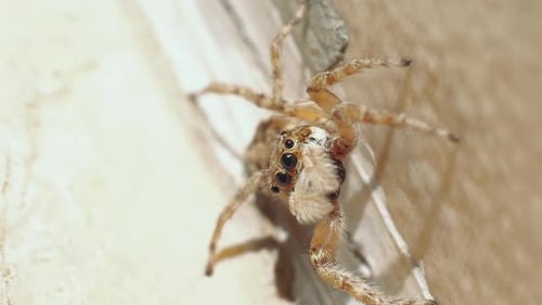 Plan rapproché montrant une grosse araignée effrayante se relaxant en plein air au soleil