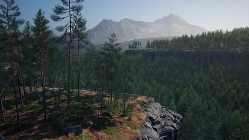 Spruce and Pine Trees and Mountains of Colorado