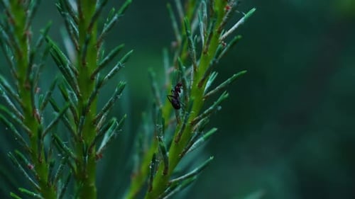 Schwarze Ameise auf grünen Kiefernnadeln, Makroaufnahmen