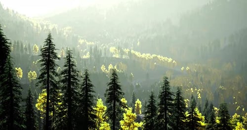 Lush Mountain Scene with Dense Forest and Sunlight Through Trees