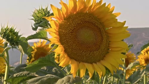 Beautiful Sunflowers Blooming in a Rural Field