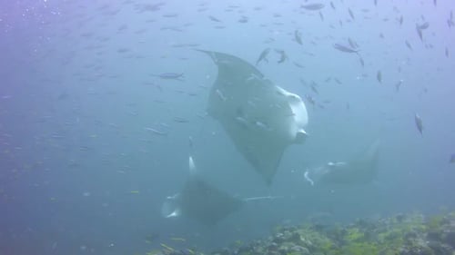 Manta Rays swimming over a coral reef in the Maldives