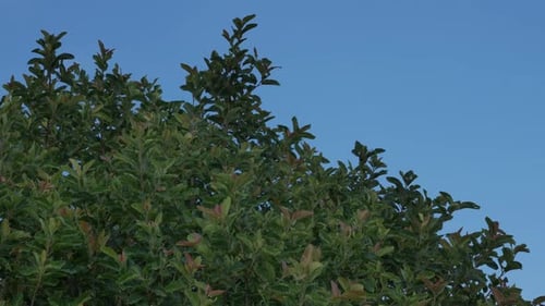 A beautiful green bush in the wind against a bright blue sky.