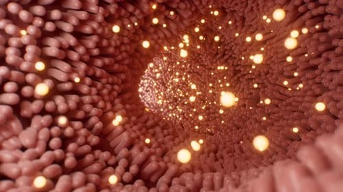 Fleshy intestinal canal lined with soft villi