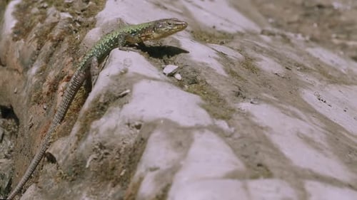 Close Up of a Lizard Sitting on a Stone Under the Warm Sun Creative Small Animal in Natural Habitat