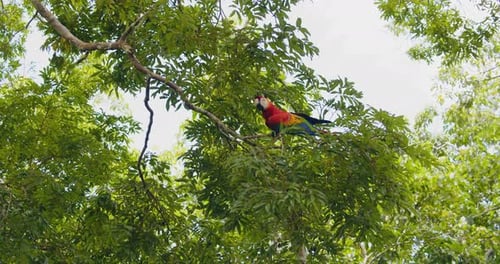 Escarlata posado en hojas en la copa de los árboles de la selva tropical peruana, loro ancho en el dosel