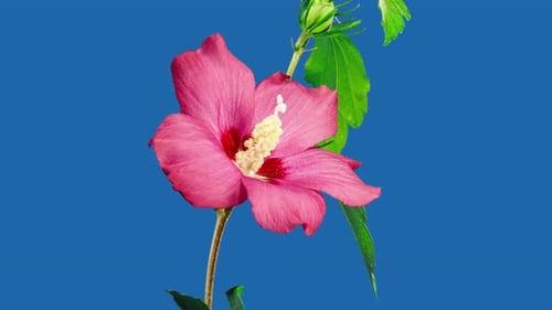 Beautiful Red Flower Blooming in Time Lapse