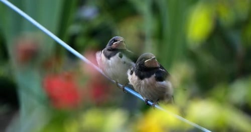 Barn swallows (Hirundo rustica) feeding chicks, Southern France