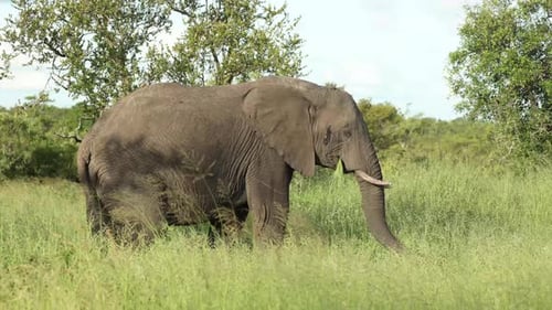Wide shot of an African elephant bull feeding on the lush green grass, Greater Kruger.