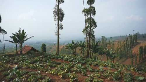 natural views of mountains, natural panoramas of hills, and forests of tall green trees and slopes