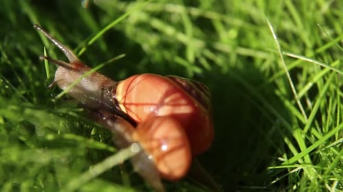 Two Snails Crawl Together on the Grass