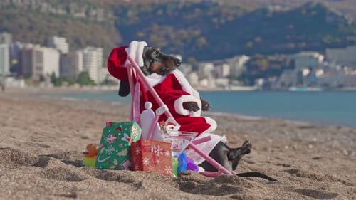 Festive dog in santa outfit enjoying vibrant beachfront holiday with gift bags