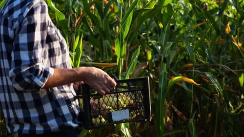 Female Farmer with Plastic Harvest Box Explores Corn Stems While Going at Field Adult Beautiful