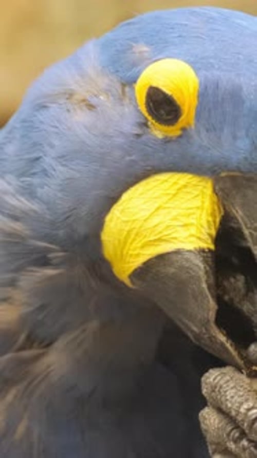 Ara, jacinthe, oiseau de la patrie de Papugov, l'une des plus grandes espèces de perroquets (Vidéo verticale)