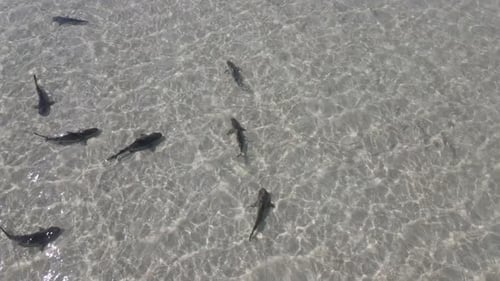 4K Group of sharks swimming in transparent water beach coast aerial shot slow motion