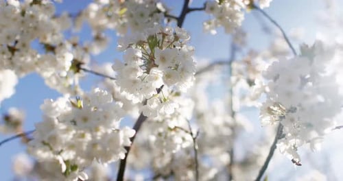 Flowering Cherry Blossom on a Cherry Tree Close Up Blossoming of White Petals of a Cherry Flower