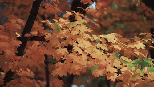 Ein Nahaufnahmevideo der farbenfrohen Herbst-Ahornblätter auf dem verschwommenen Hintergrund.