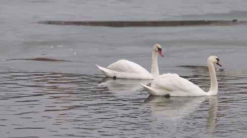 Zwei anmutige Schwäne gleiten durch das kalte Wasser eines teilweise gefrorenen Sees. Ein Schwan putzt sich sanft