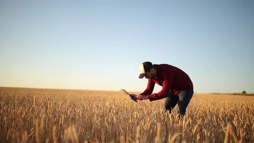 Man Examining Wheat Crop in Field on Tablet