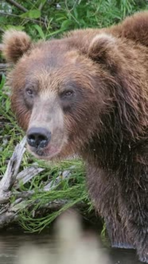 Big Brown Bear in River