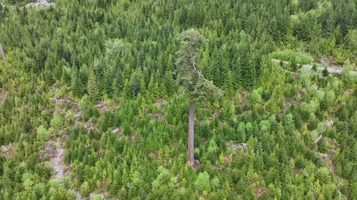 Aerial view of Lonely Doug and deforested mountain in British Columbia, Canada