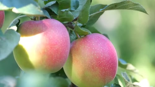 Manzanas rojas brillantes en una rama con hojas verdes