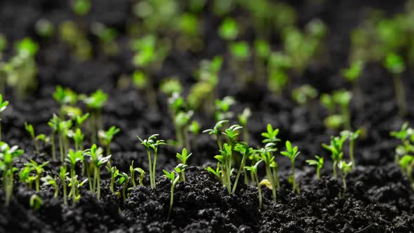 Green Plant Slowly Growing From the Soil Magical Spring Nature Time ...