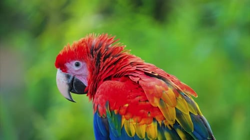 Nahaufnahme eines roten Ara-Vogels auf verschwommenem Hintergrund