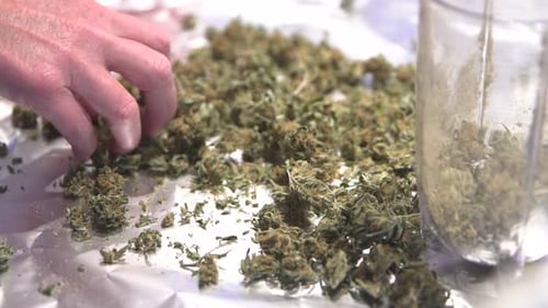 Close up of hands sorting green plant material
