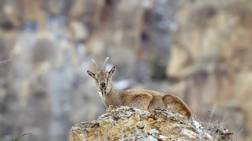 Weibliche Bergziege sitzt auf einem Felsen und schneit