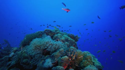 Soft Hard Corals Colourful Fish