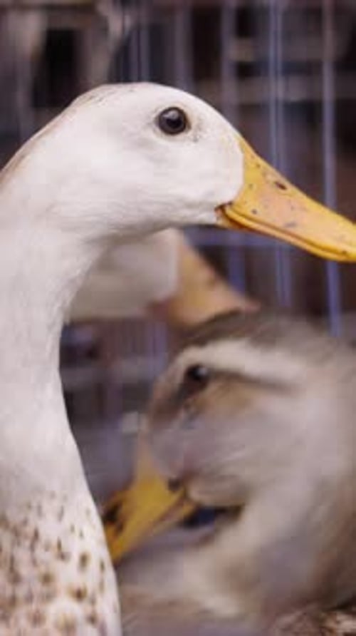 Gros plan des têtes de trois canards se déplaçant dans une cage métallique sur un stand du marché local de Ho