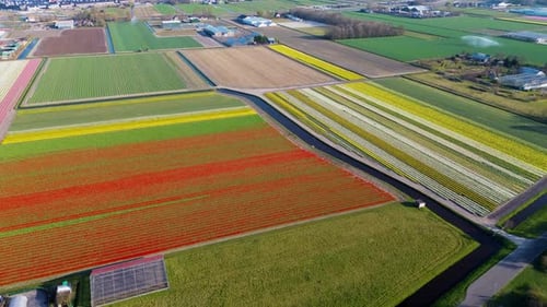Aerial view of vibrant tulip fields in full bloom, displaying colorful rows of flowers in a rural