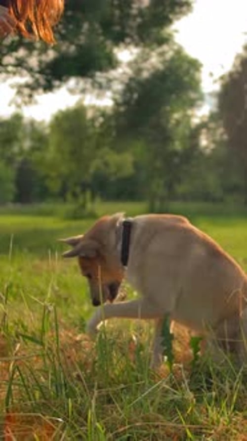 Vertikale Darstellung eines Hundes im Park, der seiner Herrin Doggy einen Trick vorführt und mit ihrer Pfote winkt