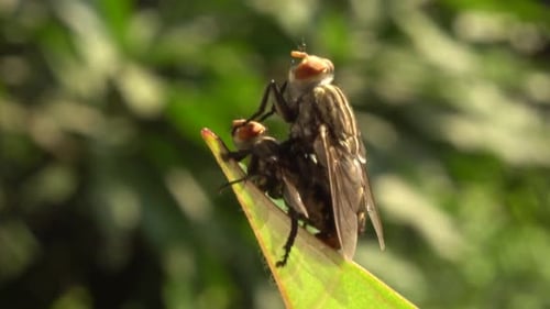 Flies mating on leaf, close up with bright bokeh background