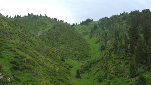 Mountains Covered with Green Forest