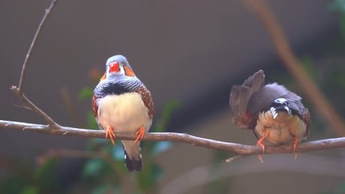 Close up shot of two cute little zebra finch or chestnut-eared finch, taeniopygia guttata spotted pe