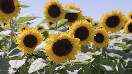 Sonnenblumen auf einem Feld an einem sonnigen Tag mit blauem Himmel, Naturhintergrund