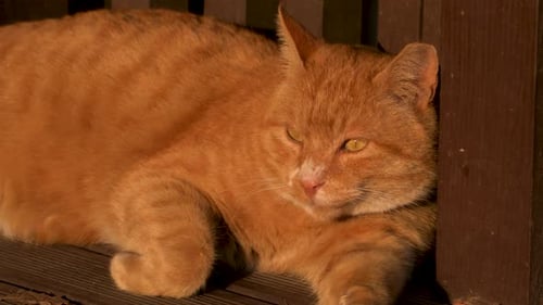 Cat resting on a deck in Seoul Forest