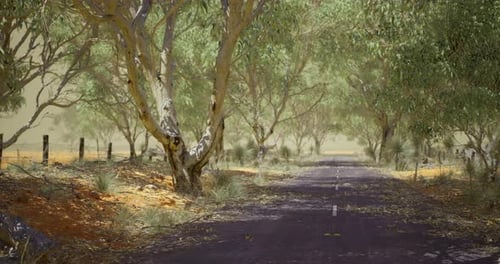 Quiet Rural Road Surrounded By Eucalyptus Trees in the Countryside Setting