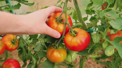 Gardening and Agriculture Concept Woman Farm Worker Hand Picking Fresh Ripe Organic Tomatoes
