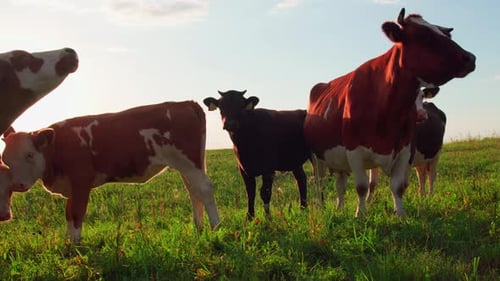 Cows Grazing Peacefully in Green Pasture