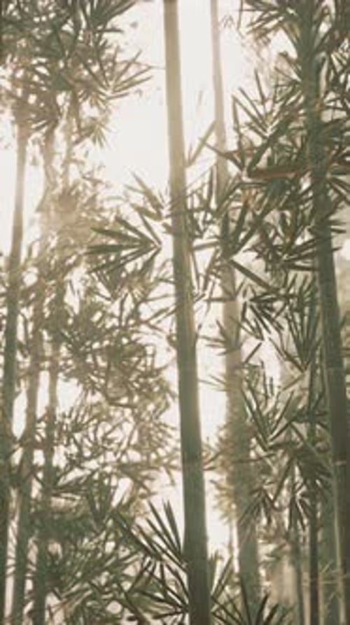 Sunlight Through Swaying Bamboo Forest Vertical Shot