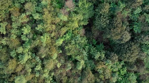 Beautiful drone forest of Hungarian. Sunny summer day