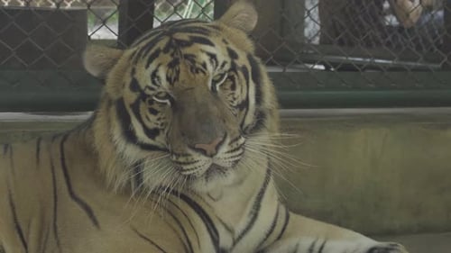 Resting Tiger in an Enclosure, Wildlife Conservation