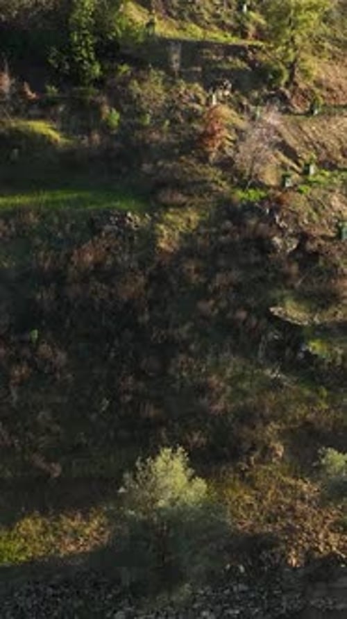 Vertical Video Charming Mountain Farming Homes Aerial View of Green Gardens and Surrounding Forest