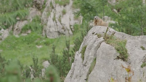Großes Murmeltier (Woodchuck) sitzt auf einem Felsen und beobachtet die Umgebung.