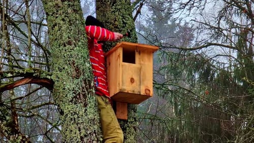 Homme installant un nichoir en bois fait main sur un arbre dans une forêt brumeuse d'hiver